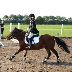 Anden særlig race |Buller|