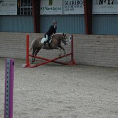 Haflinger ' Nelly<3 R.I.P
