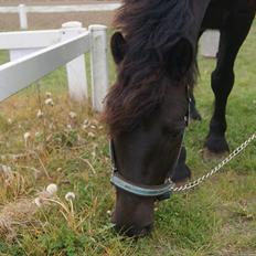 Anden særlig race Blacky (solgt)