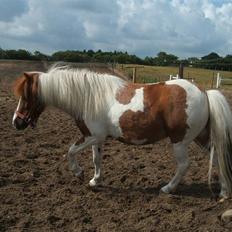 Shetlænder Diana *SOLGT*