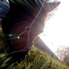 Anden særlig race Stallion R.I.P :'(<3
