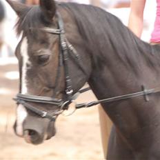 Anden særlig race Stallion R.I.P :'(<3