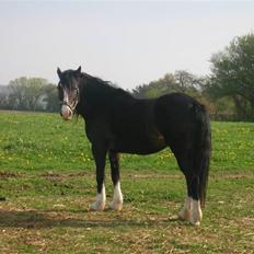 Welsh Cob (sec D) Ronja