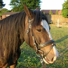 Welsh Cob (sec D) Ronja