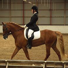 Anden særlig race Firebird 