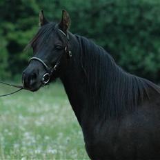 DSP Starhorse Fatima