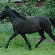 DSP Starhorse Fatima