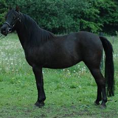 DSP Starhorse Fatima