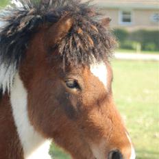 Islænder Tígull fra Langsted - SOLGT