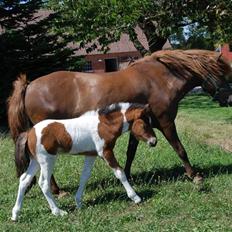 Islænder Tígull fra Langsted - SOLGT