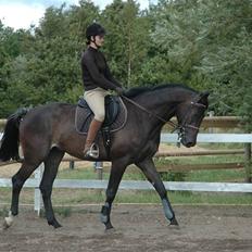 Dansk Varmblod Vejlgårds Casco