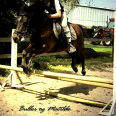 Anden særlig race Buller