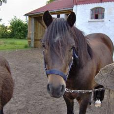 Anden særlig race Buller