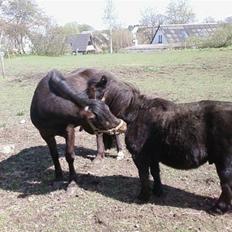 Anden særlig race Buller