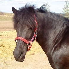 Anden særlig race Fleur