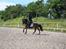 New Forest Lady-sky <3 -SOLGT- - En varm sommerdag hvor vi valgte at ride udenfor :b