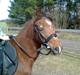 New Forest Matilte<3*solgt :'( *