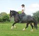 Welsh Cob (sec D) Ronja