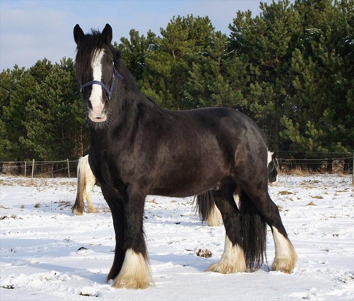 Irish Cob Sir Elton - Velkommen til Smukke Eltons profil:-) Februar 2011 billede 1