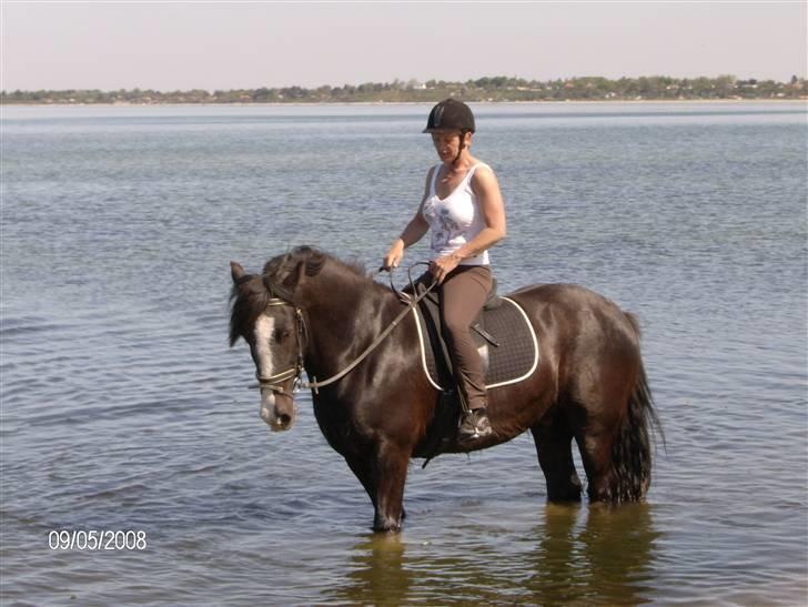 Irish Cob Sir Elton - Elton og min mor er nede og bade i storebælt 2 dage efter hun har fået ham.... billede 2