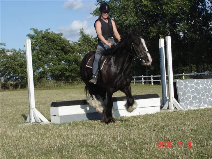 Irish Cob Sir Elton - Mor var lige liiidt for sen på aftrækkeren, men man kan da se vi kom over... billede 10