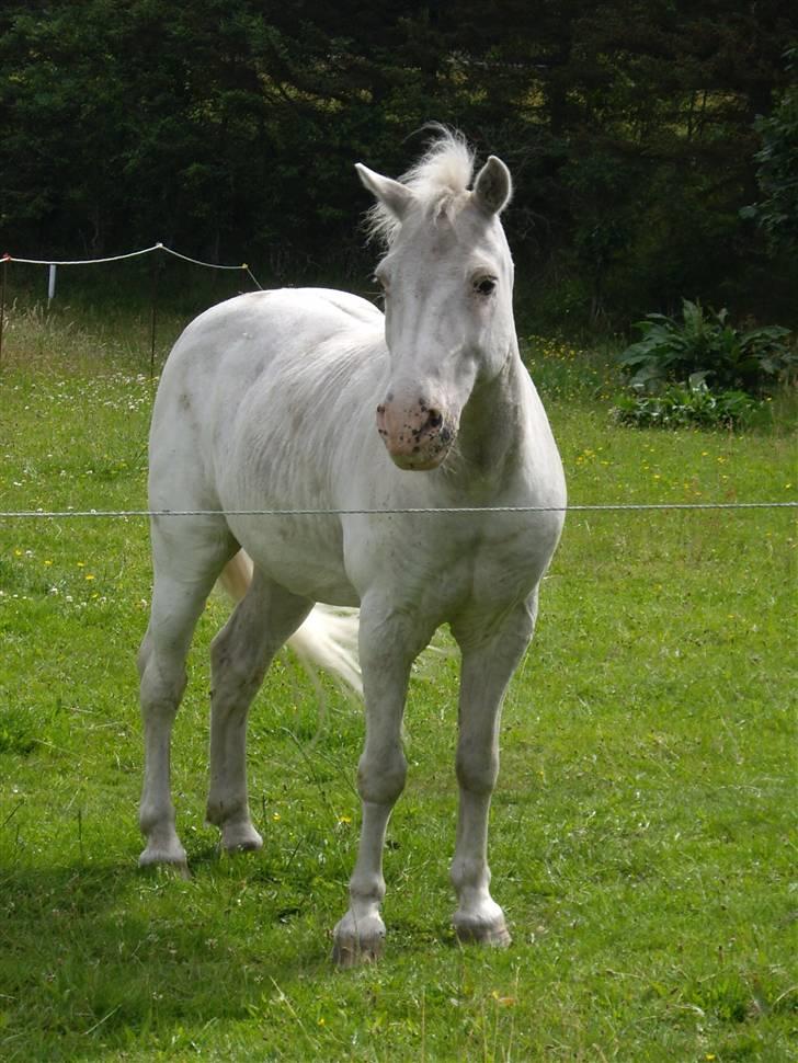Anden særlig race Silver billede 7