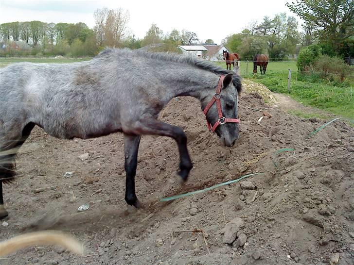 New Forest Maissie *Død - Maissie <3 billede 3