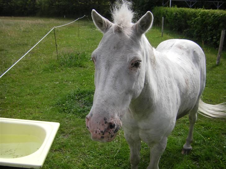 Anden særlig race Silver billede 8