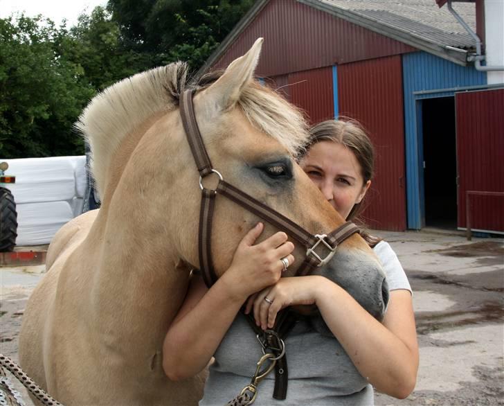 Fjordhest Ingegårds Emma - Krammer billede 2