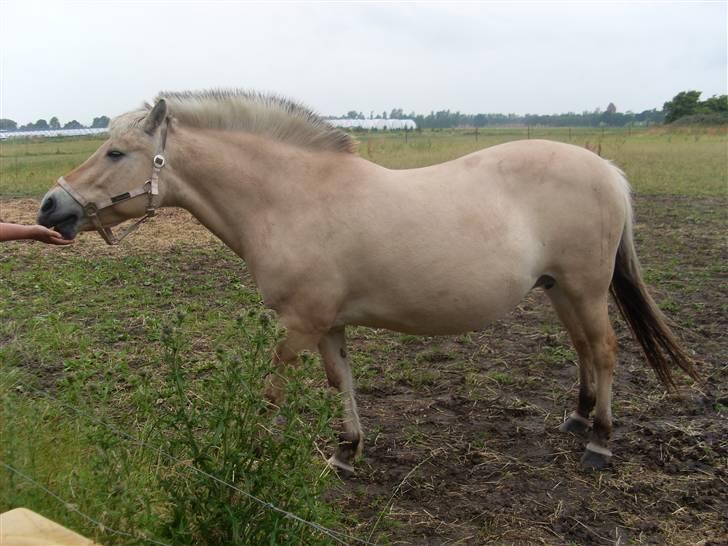 Fjordhest Fie *'solgt'* billede 5