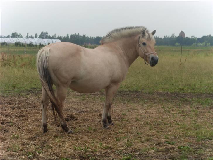 Fjordhest Fie *'solgt'* billede 6