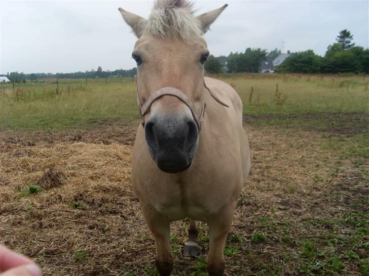 Fjordhest Fie *'solgt'* billede 7