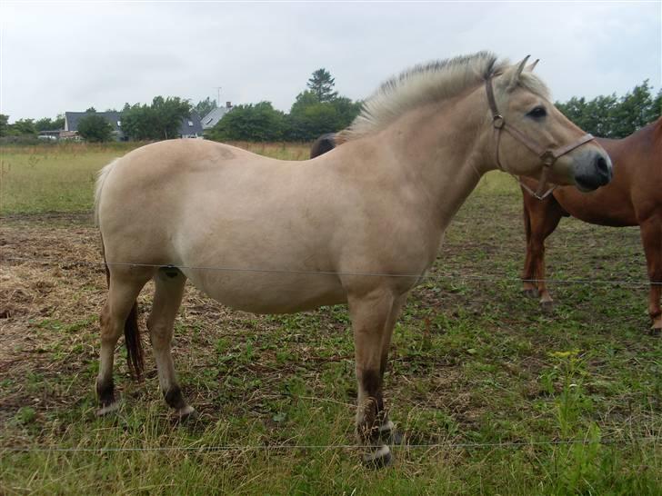 Fjordhest Fie *'solgt'* billede 8