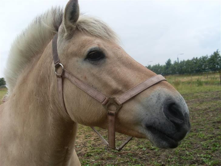 Fjordhest Fie *'solgt'* billede 9