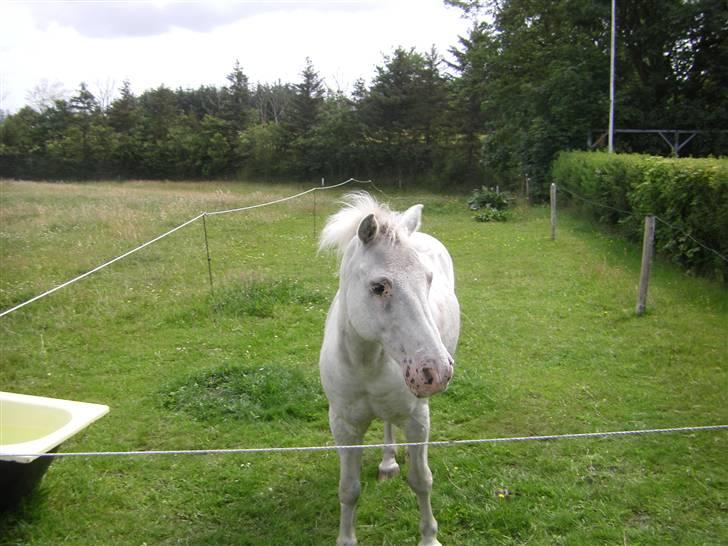 Anden særlig race Silver billede 9