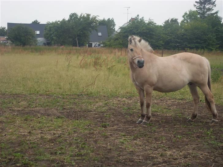 Fjordhest Fie *'solgt'* billede 10