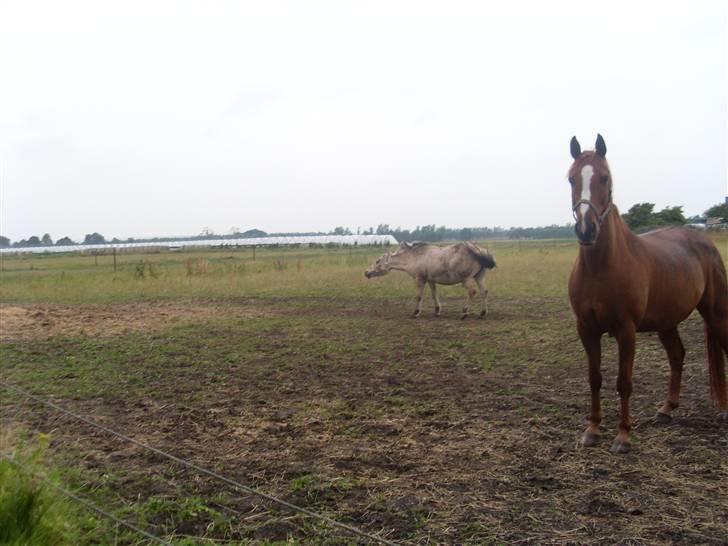Fjordhest Fie *'solgt'* - her ryster hun sig efter hun har rullet sig billede 11