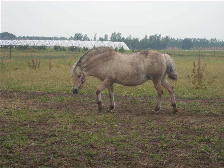 Fjordhest Fie *'solgt'* billede 12