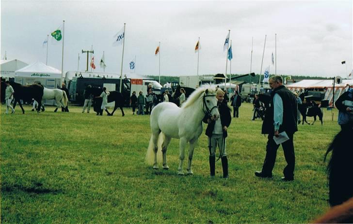 Anden særlig race Silver billede 10