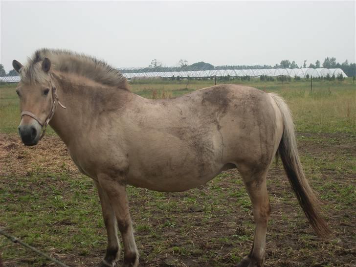 Fjordhest Fie *'solgt'* billede 13