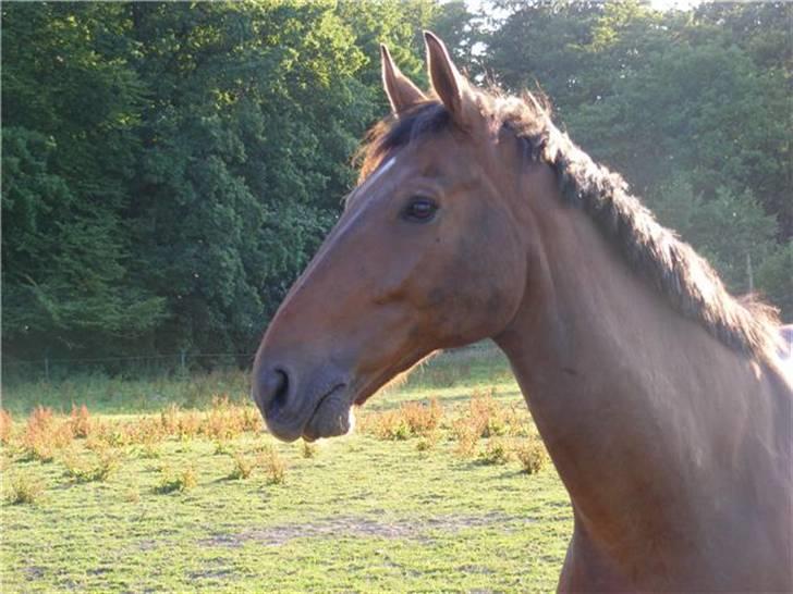 Anden særlig race Romeo R.I.P. - Fold-billede fra juli 2008 billede 15
