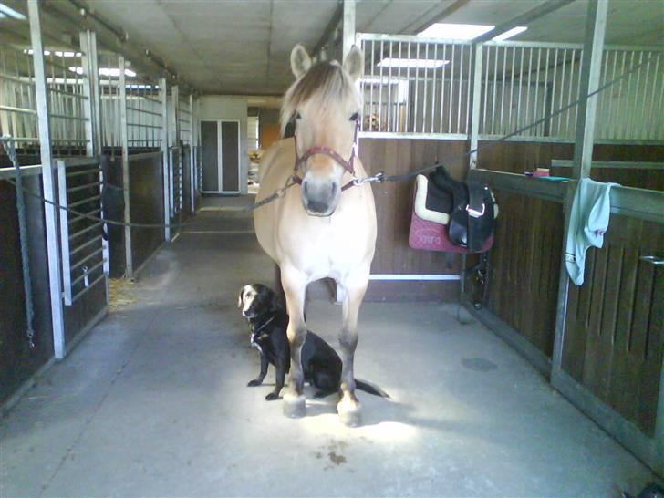 Fjordhest Tamra ~ Pensioneret ~ Rip min smukke engel - Her ser i så mit Ridehold.... Tamra og Ticki (billedet er taget d. 3 Juli 2008) (billedet er taget i magretelunden) billede 11