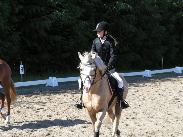 Welsh Cob (sec D) Rytterbjergets Imperial  - mig og Ipper på opvarmnings banen billede 2