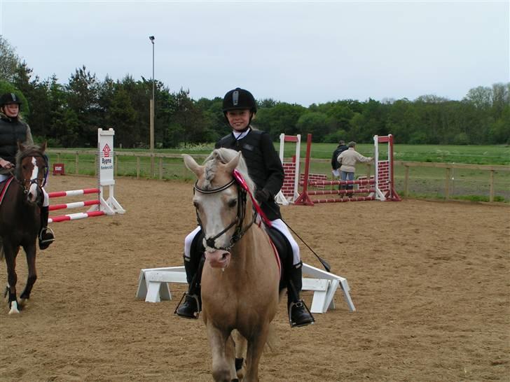 Welsh Cob (sec D) Rytterbjergets Imperial  - Mig og Ippers første stævne i Gammelestrup billede 3