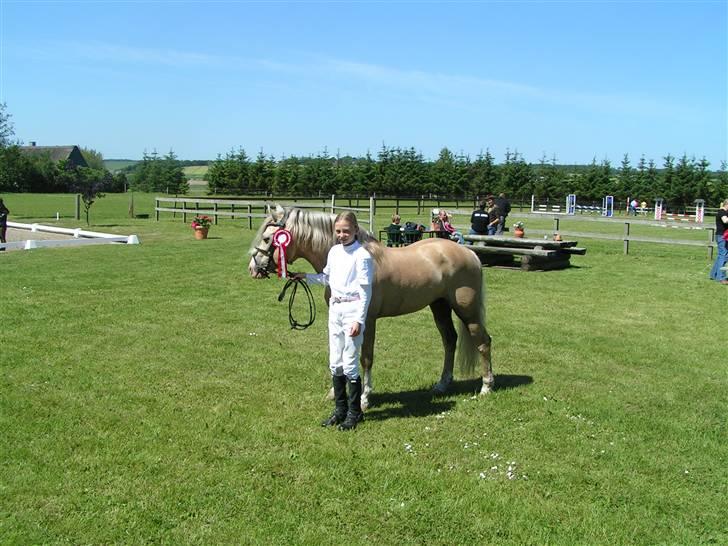 Welsh Cob (sec D) Rytterbjergets Imperial  - Mig og Ippers anden stævne i veggerslev billede 4