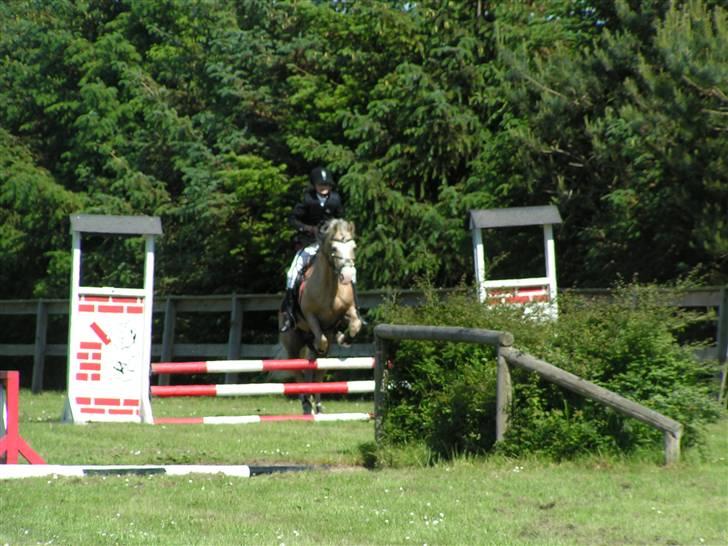 Welsh Cob (sec D) Rytterbjergets Imperial  - Mig og Ipper som kommer flyvende over et spring i veggerslev billede 5