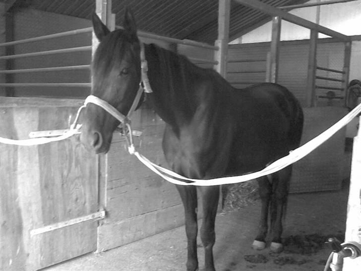 Traver My hella . - Hun skulle lige strigles (: billede 1