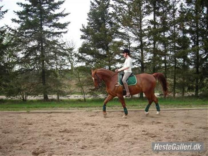 Anden særlig race Figaro  - Dressur :) billede 9