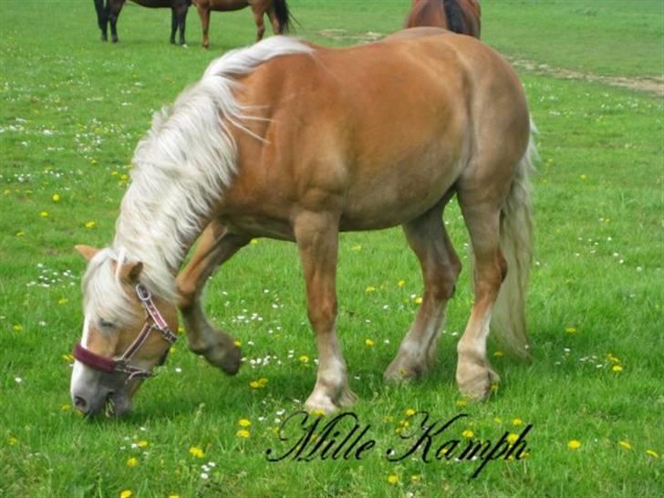 Haflinger Betti - Betti på fold <3 <3 ILU! <3 [Foto: Mille Kamph] billede 20