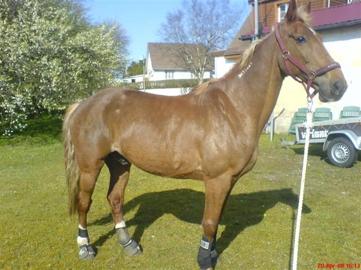 Traver Aka Lendalund billede 3